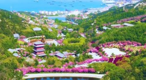 4月20日至5月5日威海赤山景區(qū)邀您共度浪漫櫻花季！